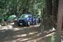Hendy Woods State Park Azalea 002