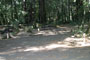 Hendy Woods State Park Wildcat 056