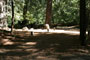 Hendy Woods State Park Wildcat 060