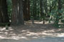 Hendy Woods State Park Wildcat 062