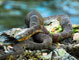 Cades Cove Snake