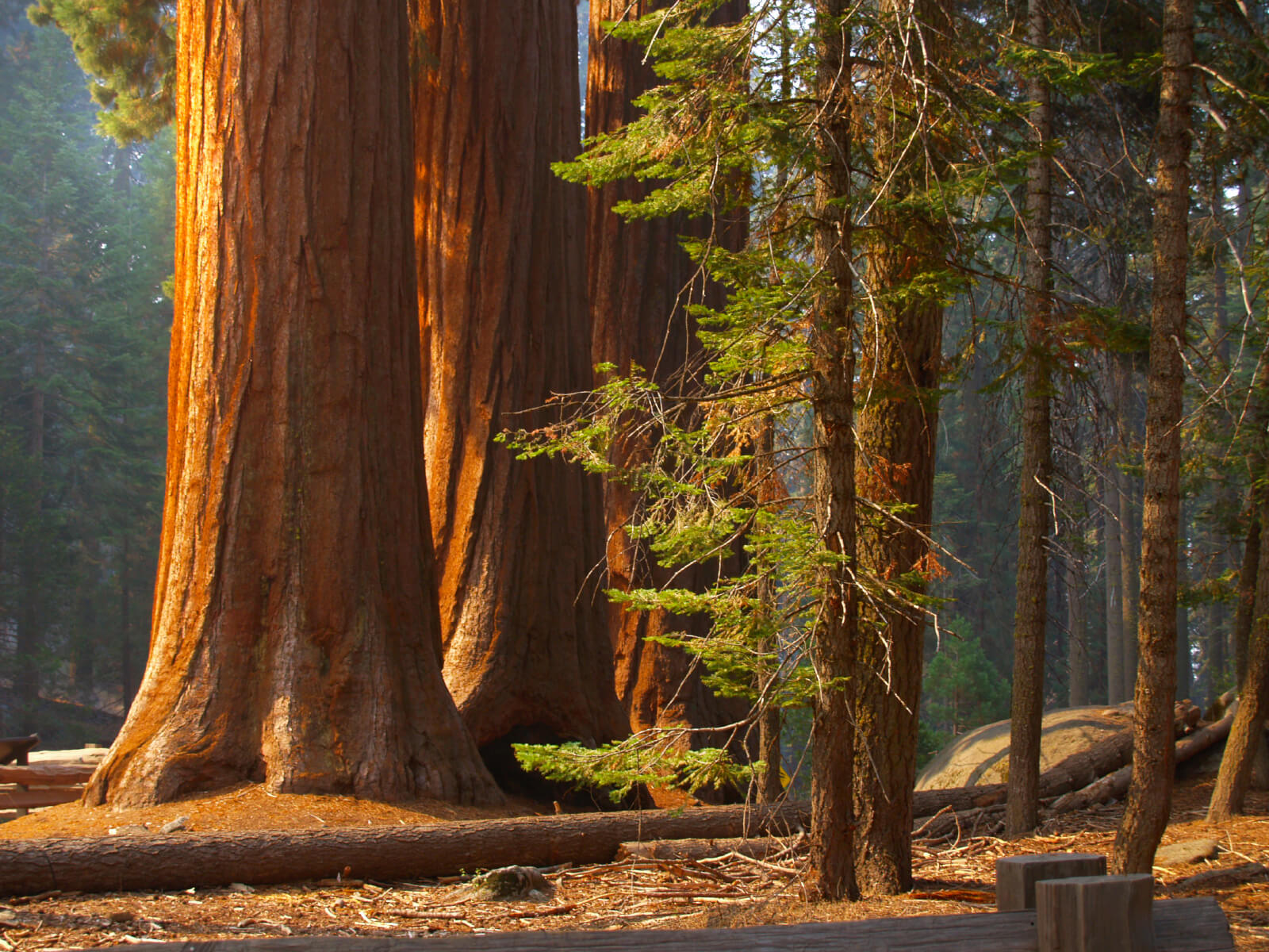 National Park Free Admission Days - Sequoia