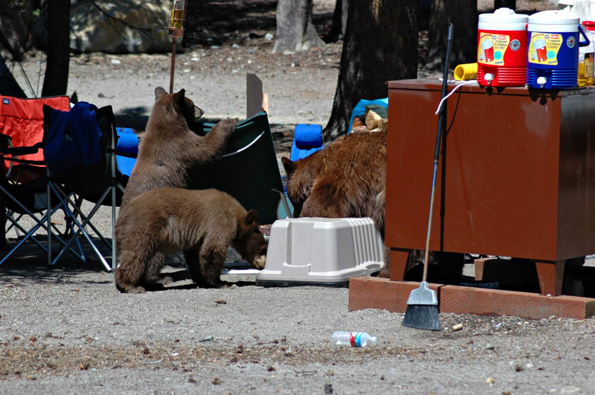 How to Hike & Camp Safely in Bear Country-Lake Mary Bears