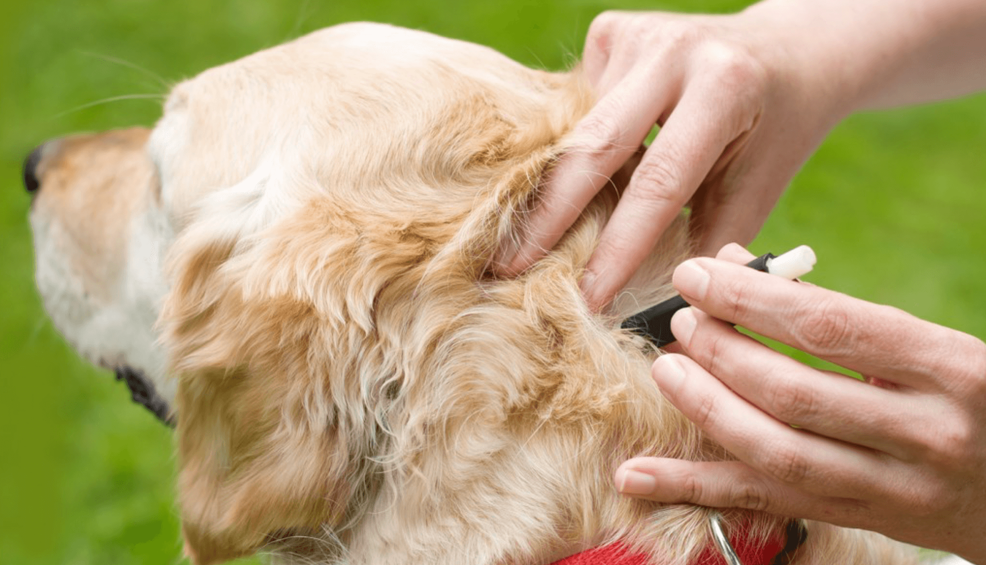 First Aid for Fido While Camping - Tick