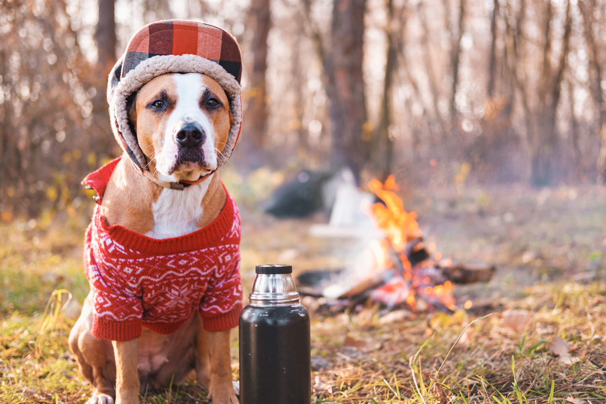 First Aid for Fido While Camping - hypothermia
